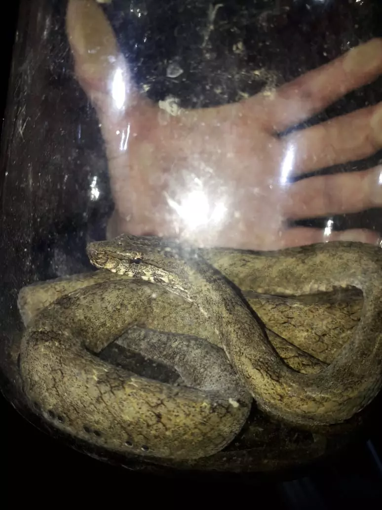 Serpente é encontrada dentro de carro em Mafra